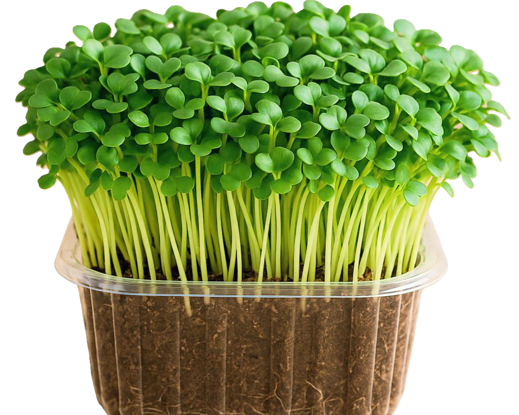 Broccoli Microgreens